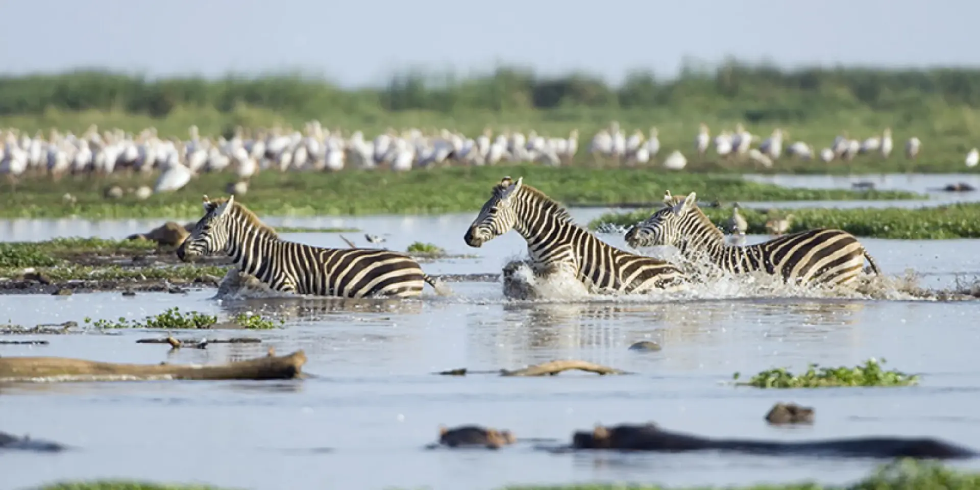 Zebras splashing through shallow water at Lake Manyara